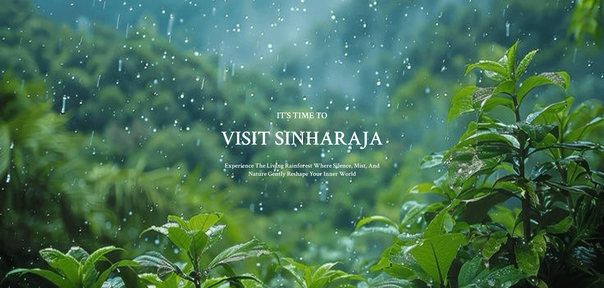 Rainforest retreat experience