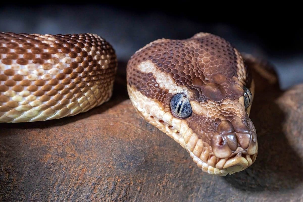 Mindfulness Practice