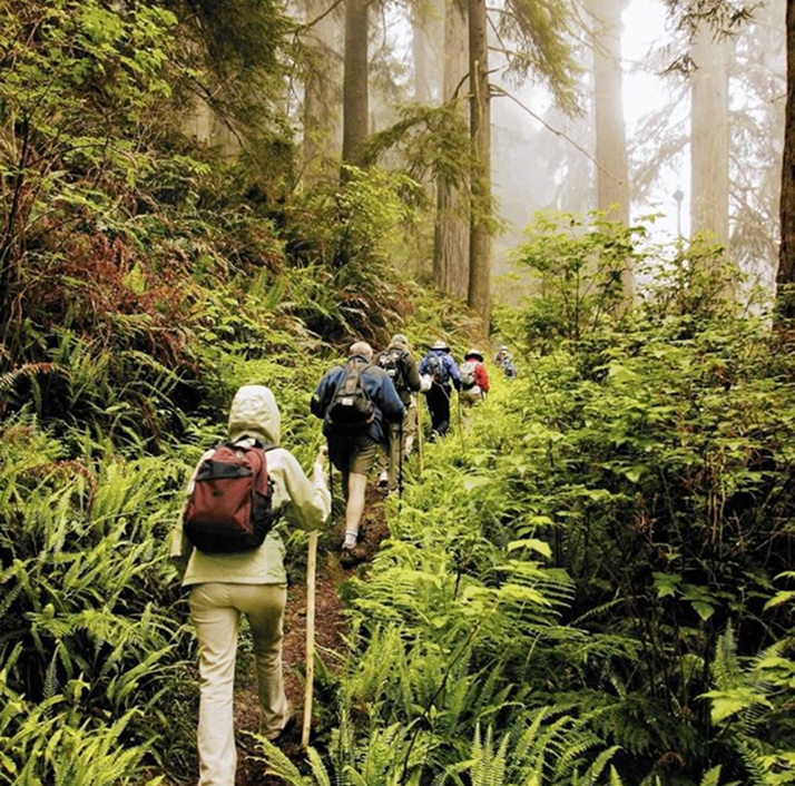 The Breath of the Forest Study